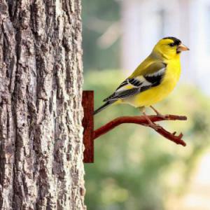 Peeking Goldfinch Metal Wall Art