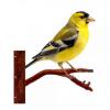 Peeking Goldfinch Metal Wall Art 1