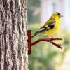 Peeking Goldfinch Metal Wall Art